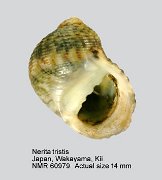 Nerita tristis (4)